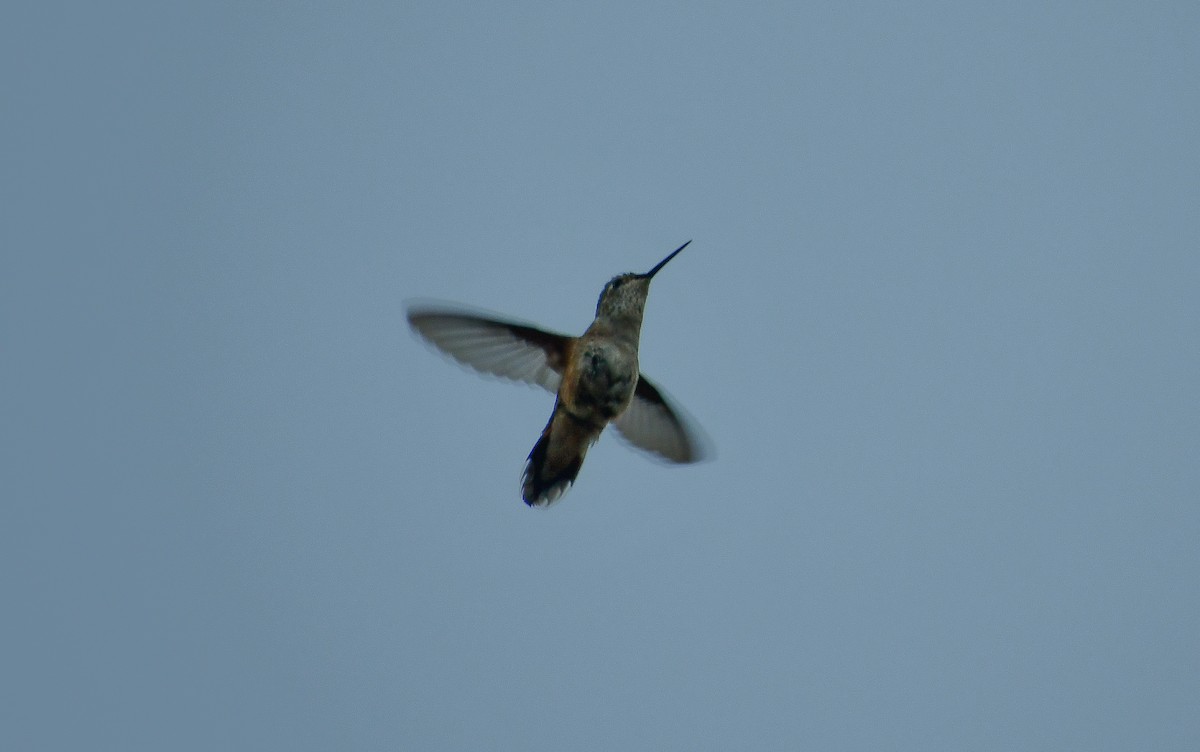 Broad-tailed Hummingbird - ML616963413