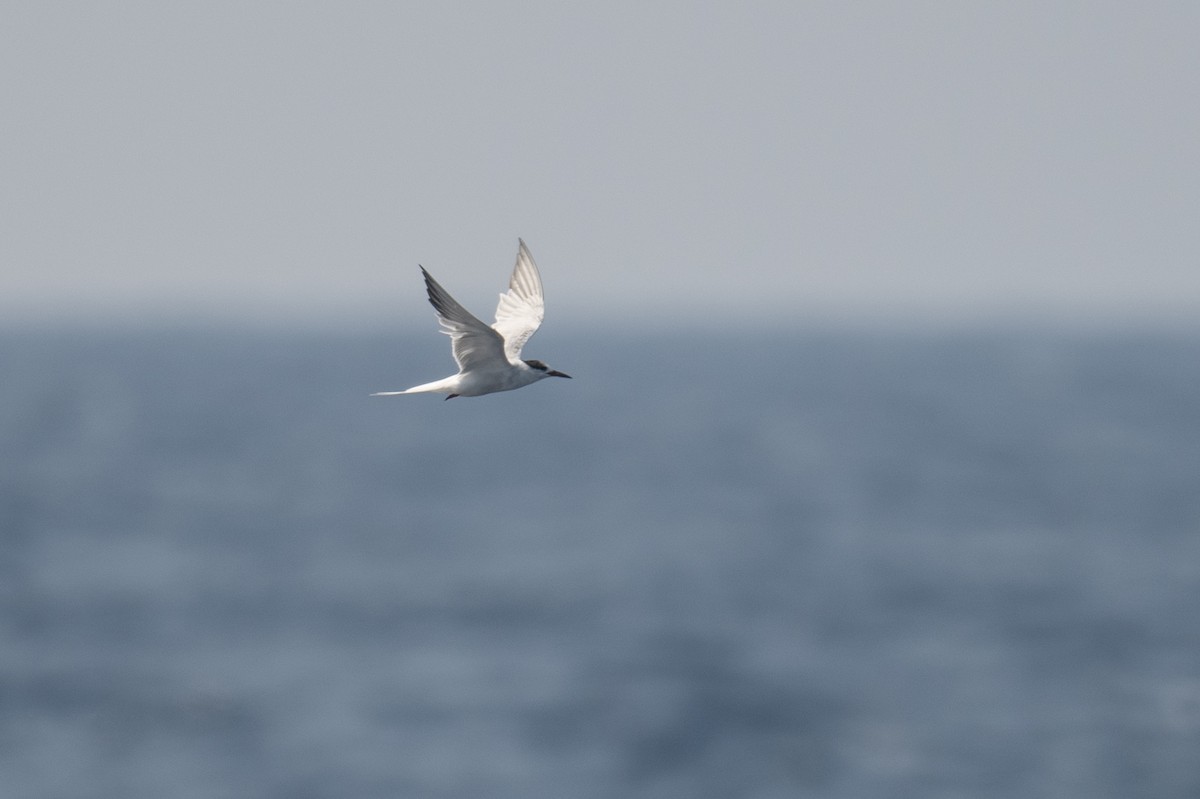 Common Tern - ML616963414