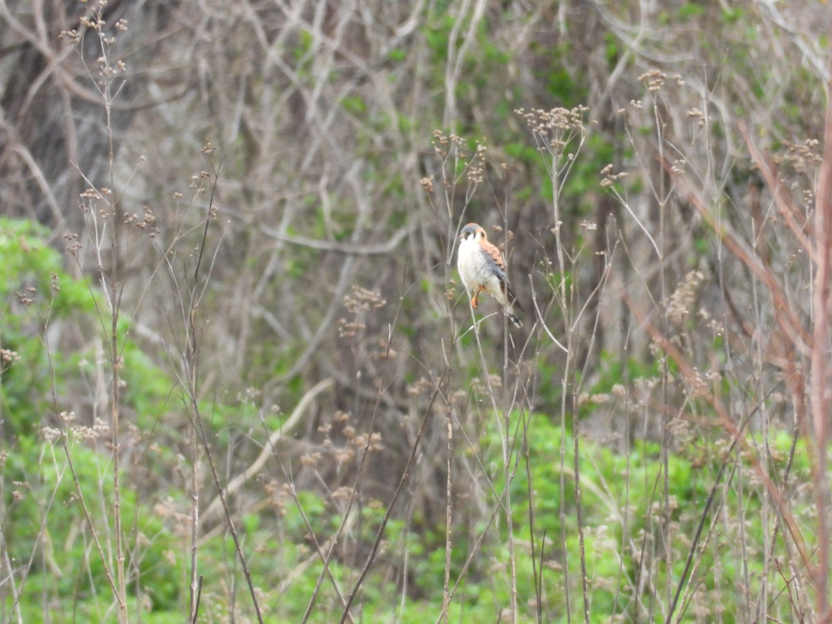 American Kestrel - ML616963474