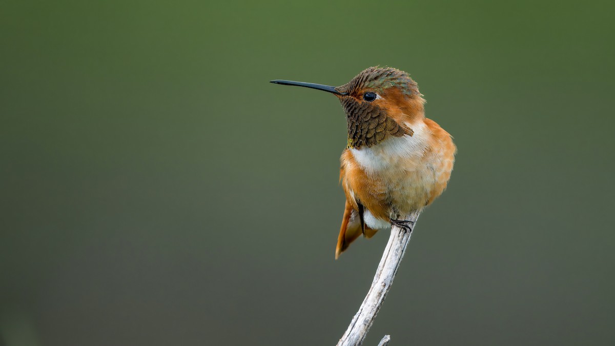 Rufous Hummingbird - Daniel Ali