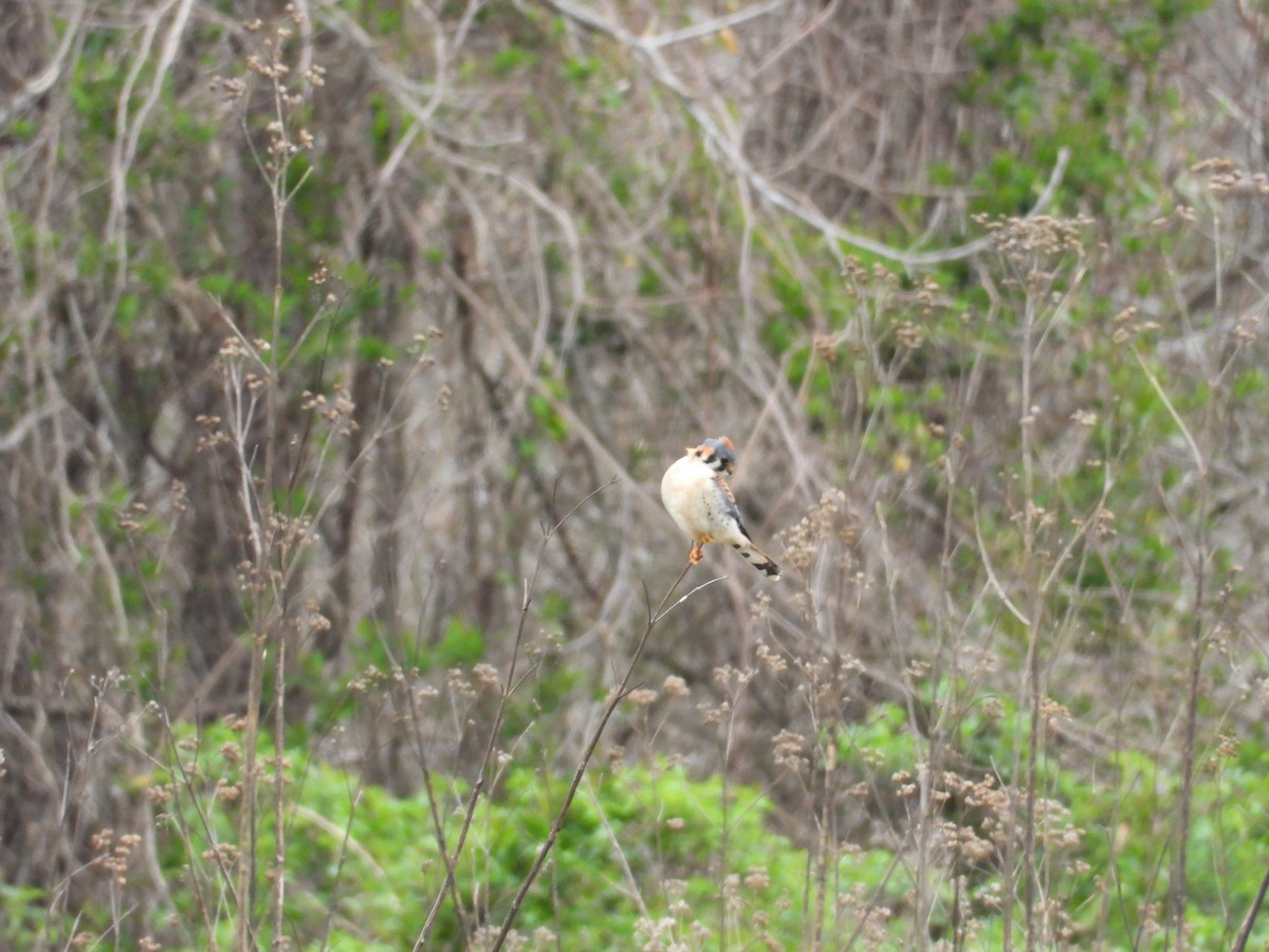 American Kestrel - ML616963489