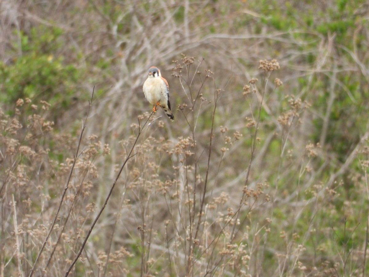 American Kestrel - ML616963491