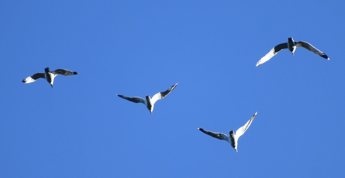 California Gull - ML616963497