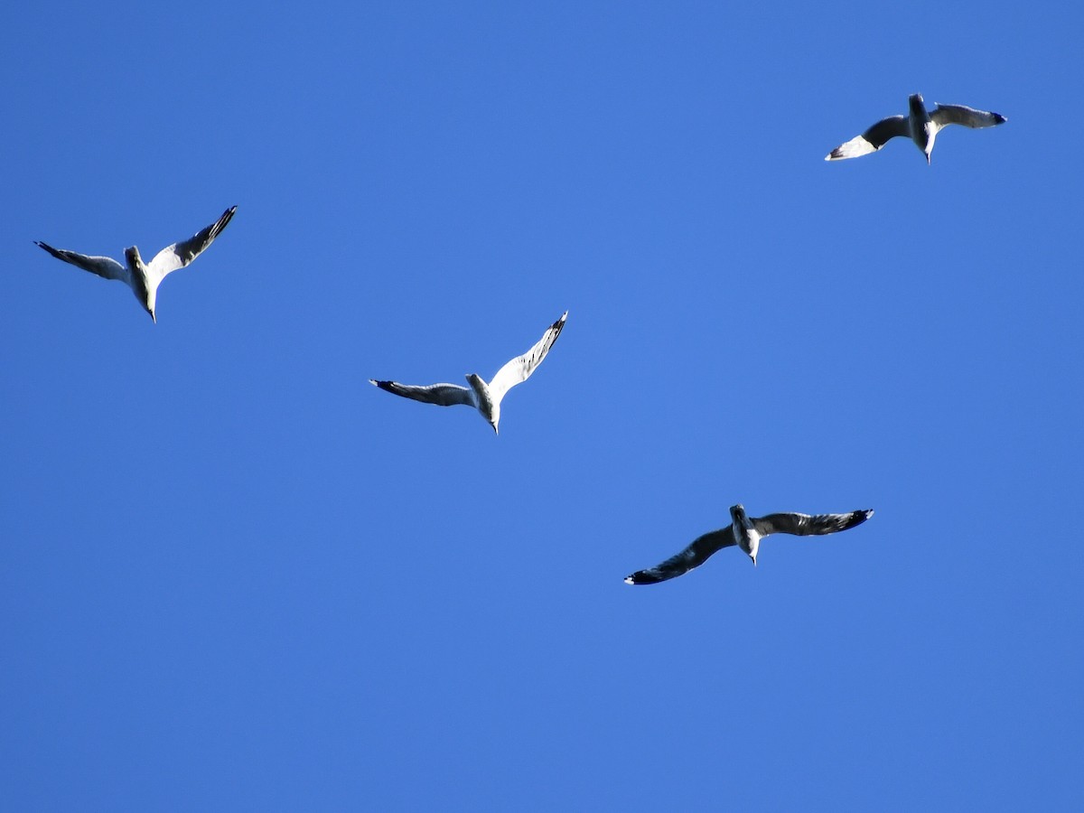 California Gull - ML616963498