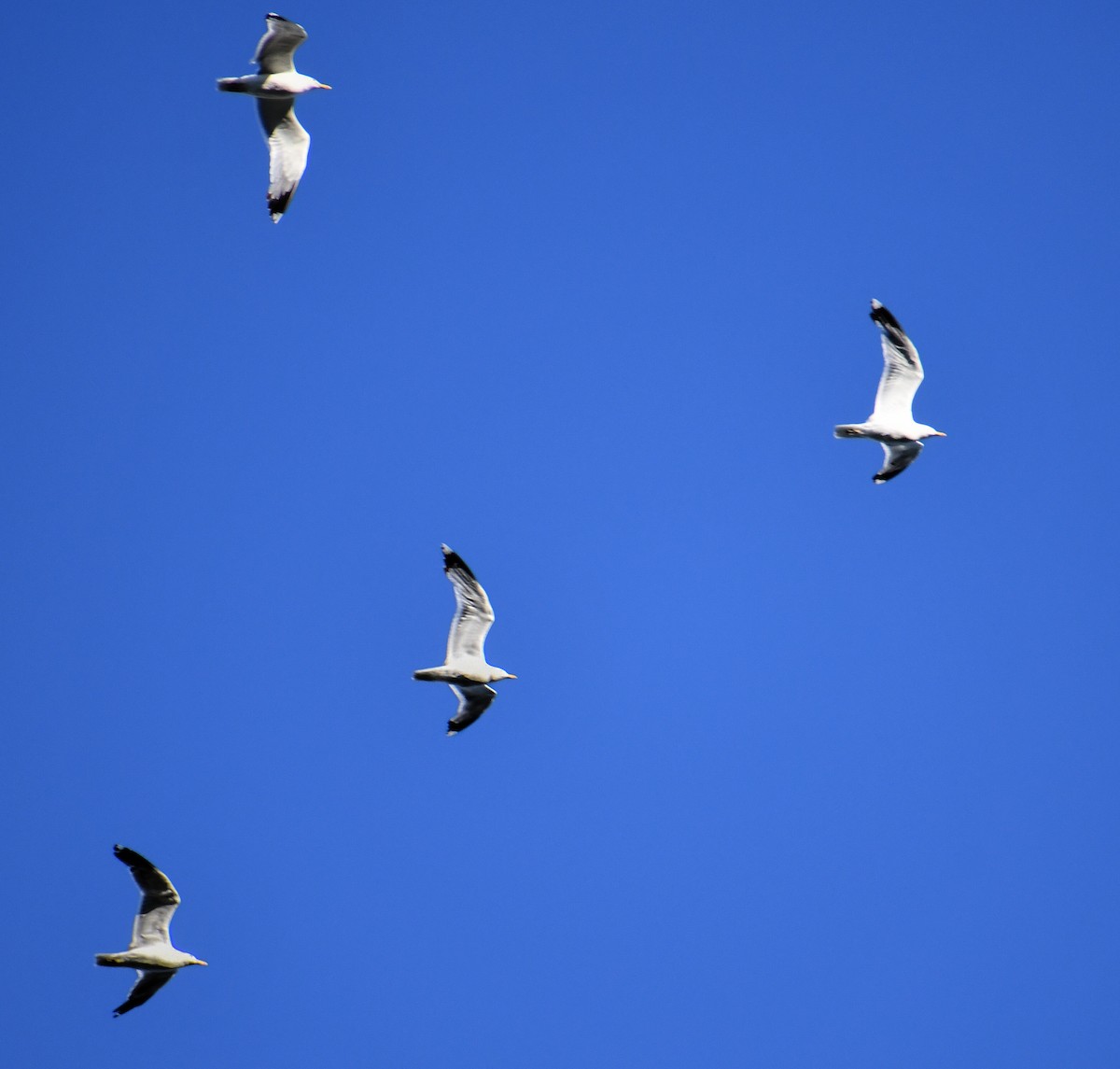 California Gull - ML616963502