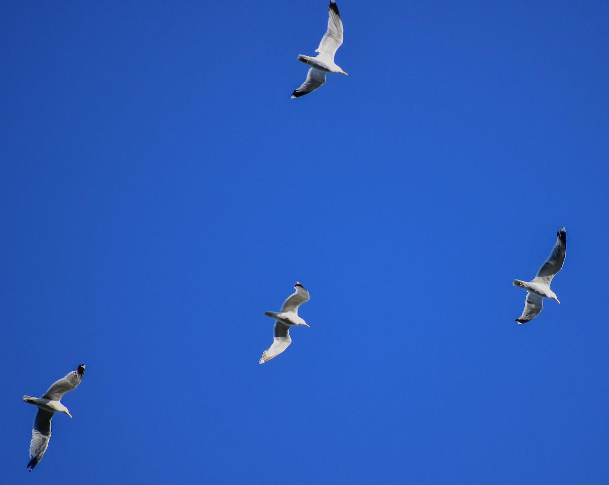 California Gull - ML616963507