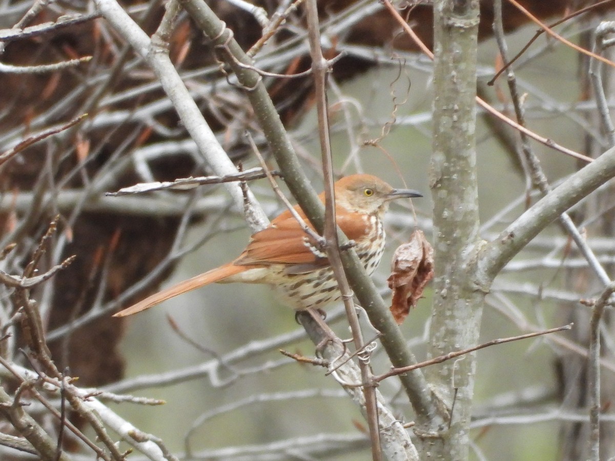 Brown Thrasher - ML616963531