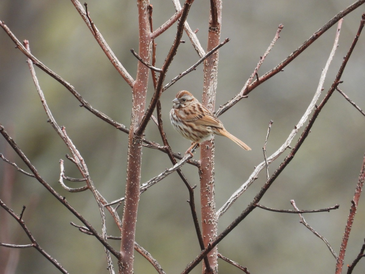 Song Sparrow - ML616963535