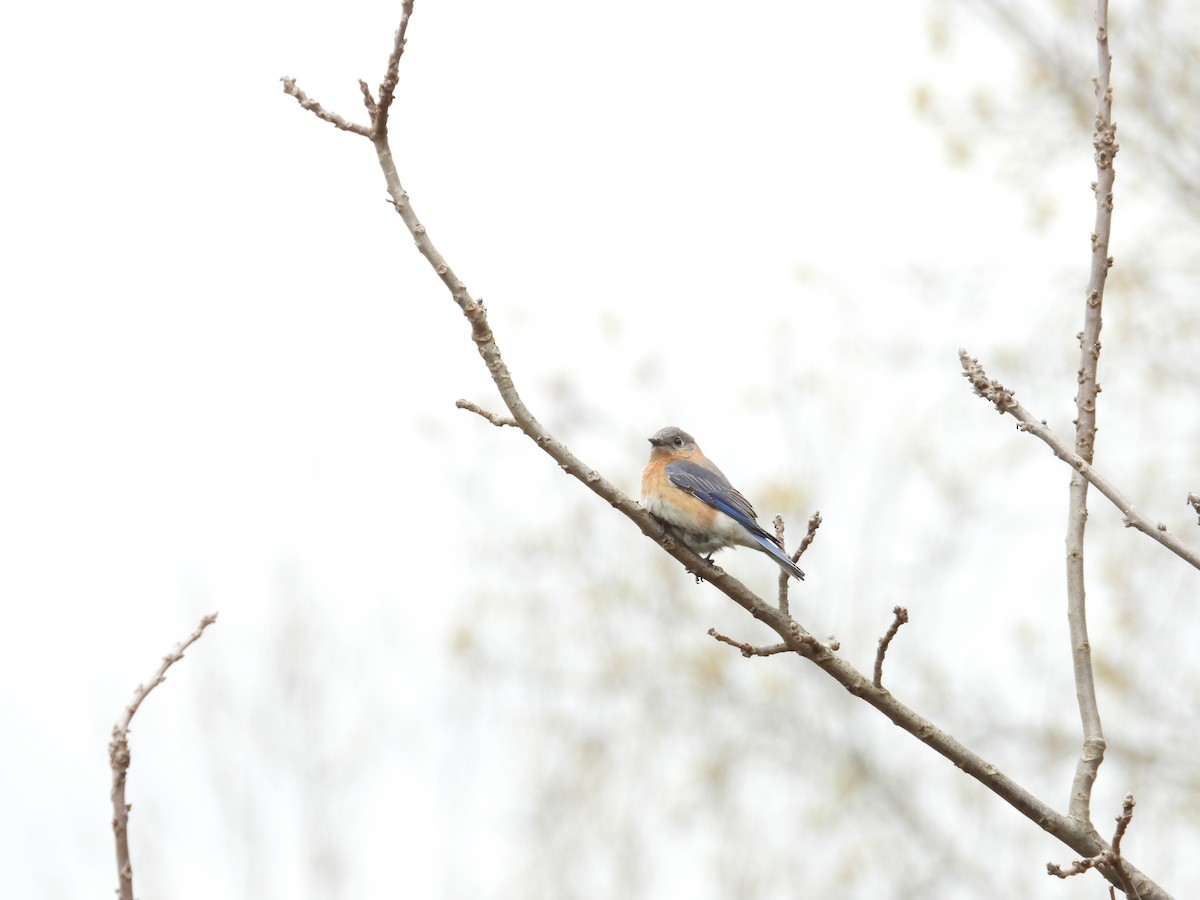 Eastern Bluebird - ML616963561