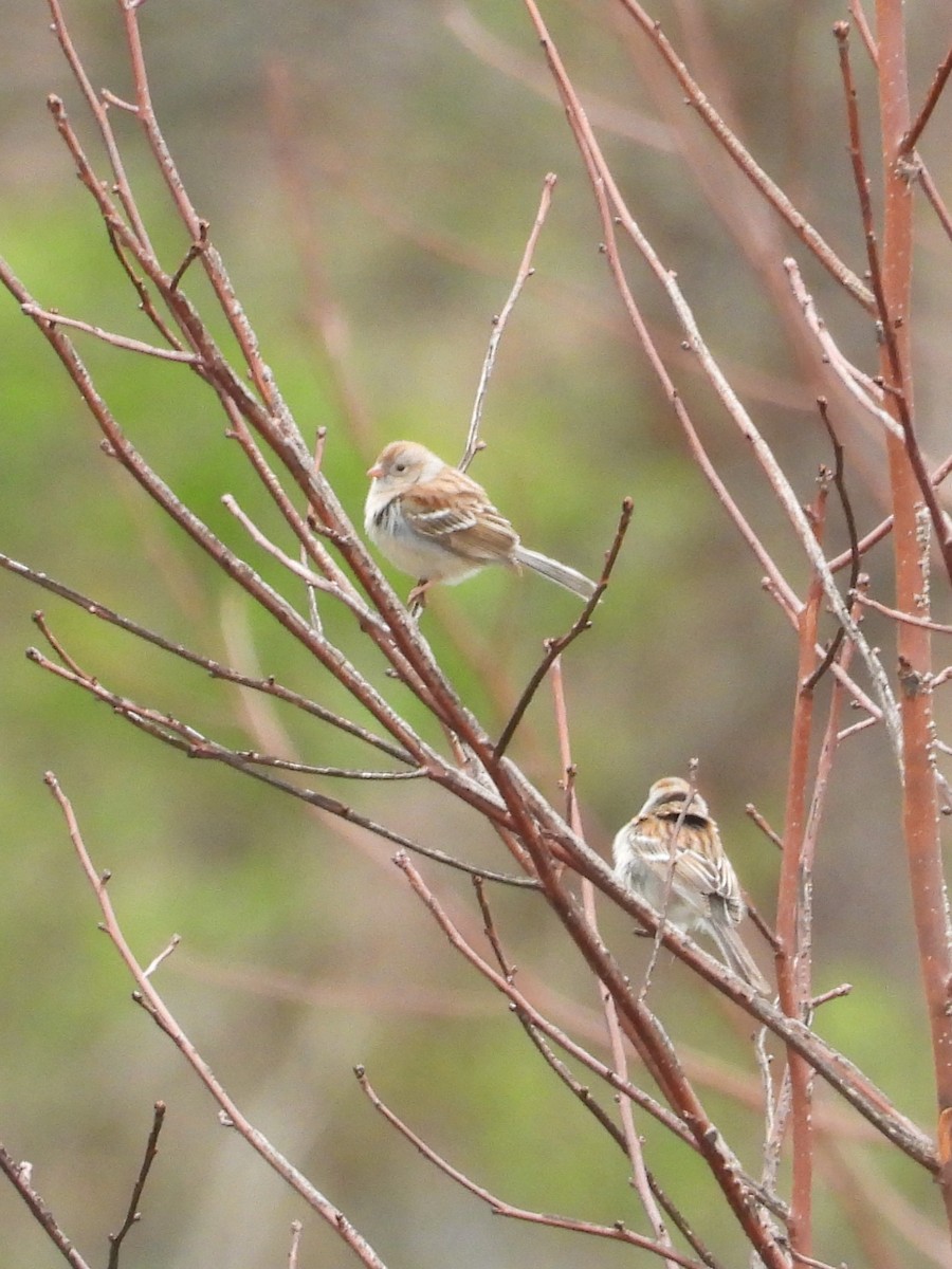 Field Sparrow - ML616963573