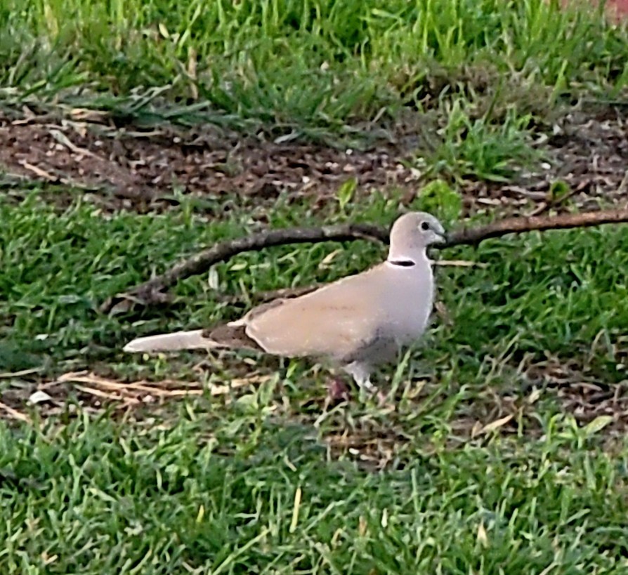 Eurasian Collared-Dove - ML616963580