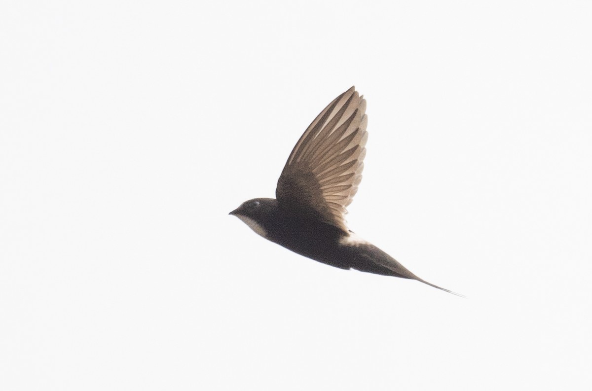 White-rumped Swift - ML616963623