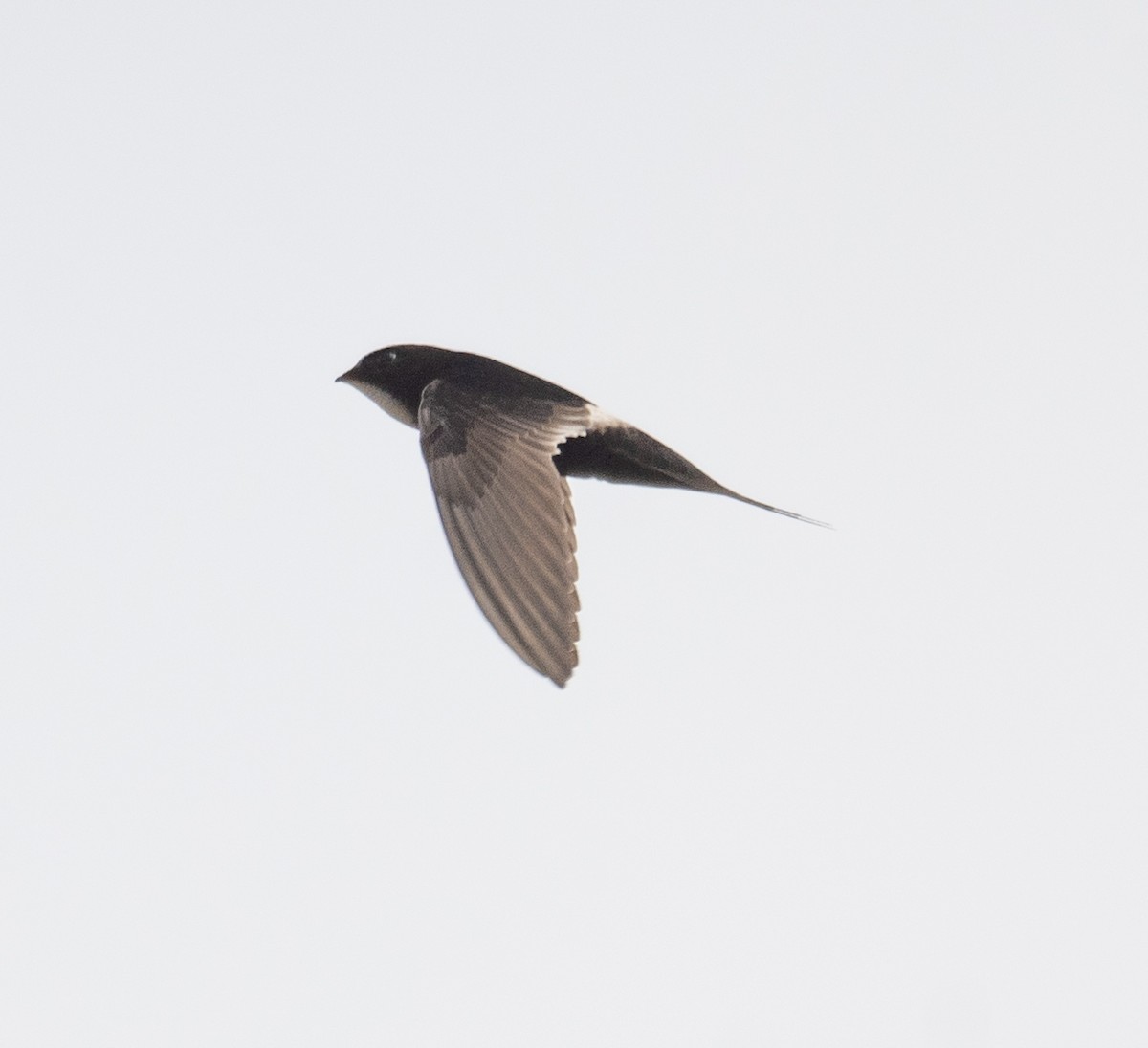 White-rumped Swift - ML616963624