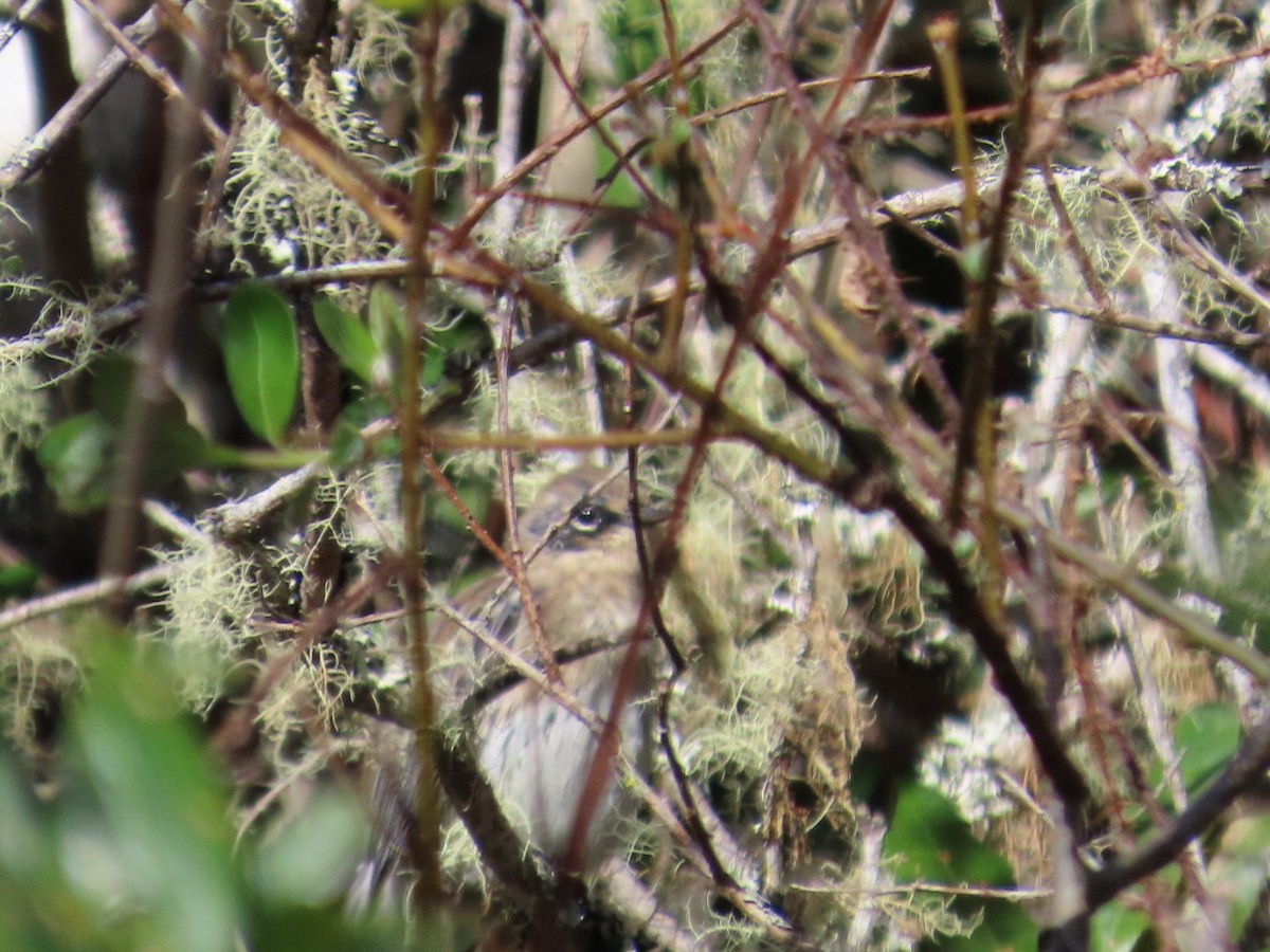 Yellow-rumped Warbler (Myrtle) - ML616963629