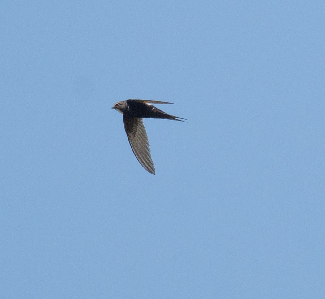 White-rumped Swift - ML616963637