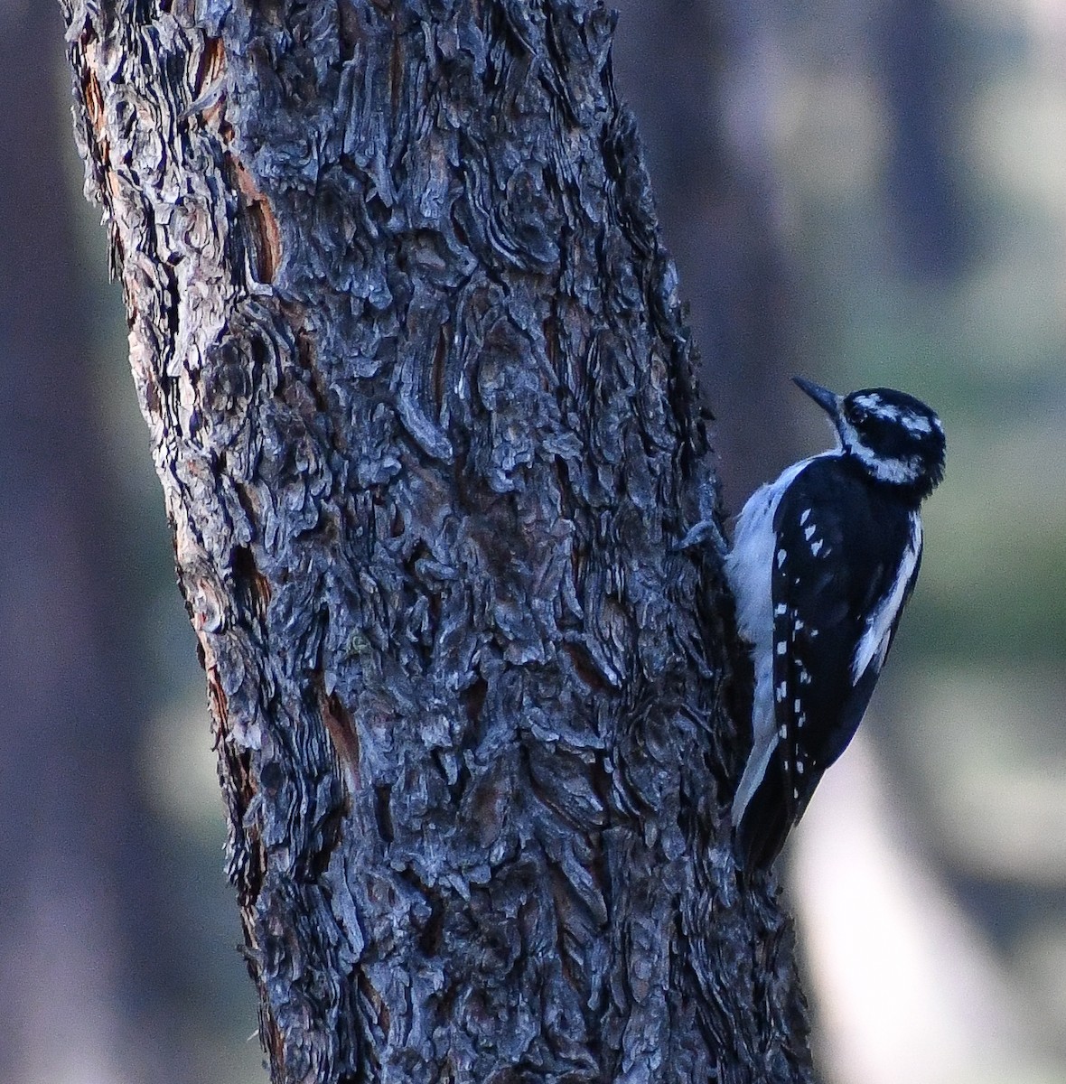 Hairy Woodpecker - ML616963651