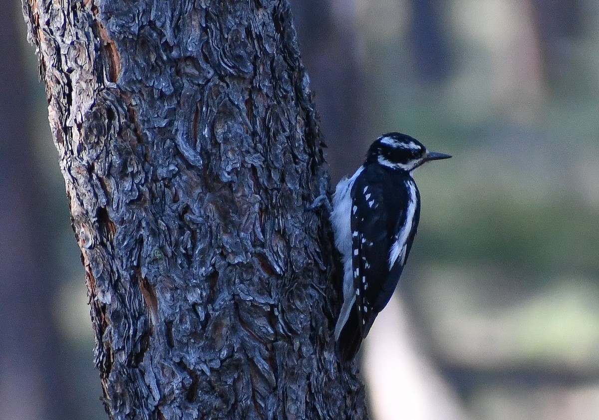Hairy Woodpecker - ML616963652