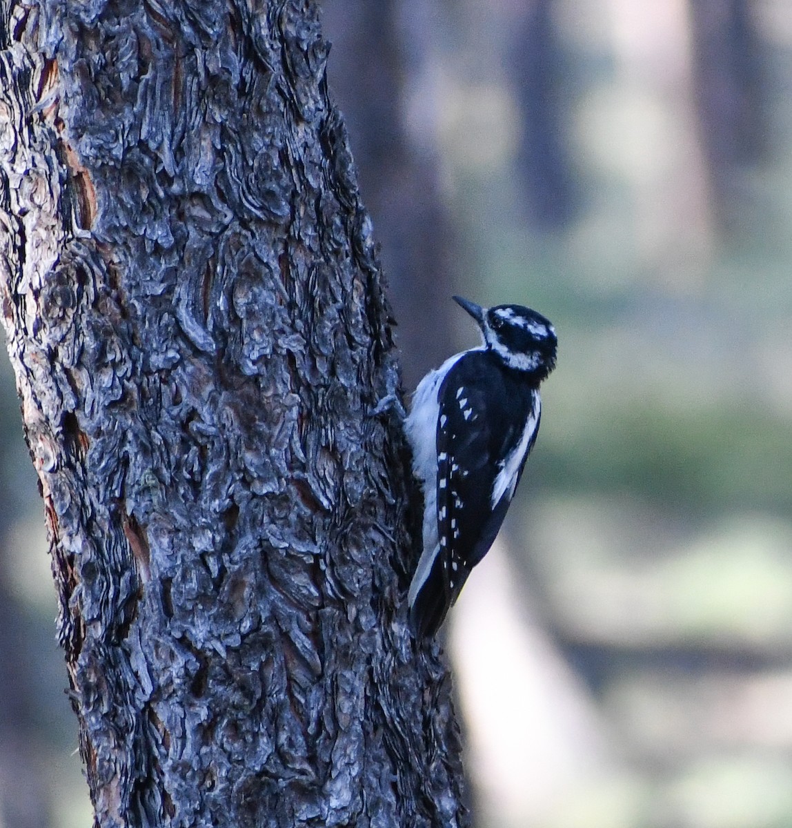 Hairy Woodpecker - ML616963653