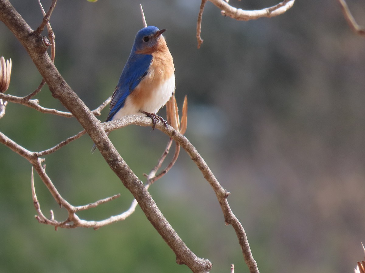 Eastern Bluebird - ML616963664