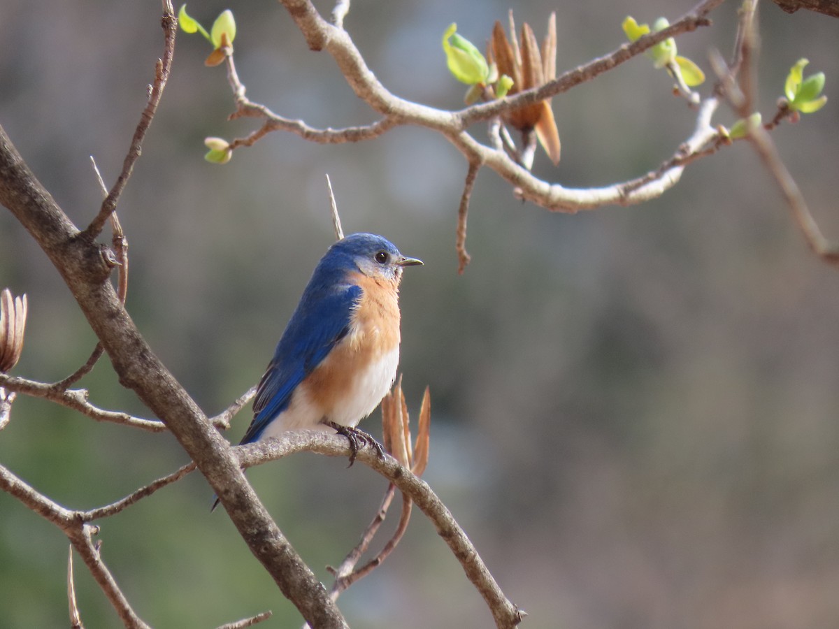 Eastern Bluebird - ML616963665