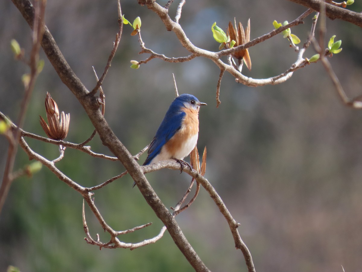 Eastern Bluebird - ML616963666