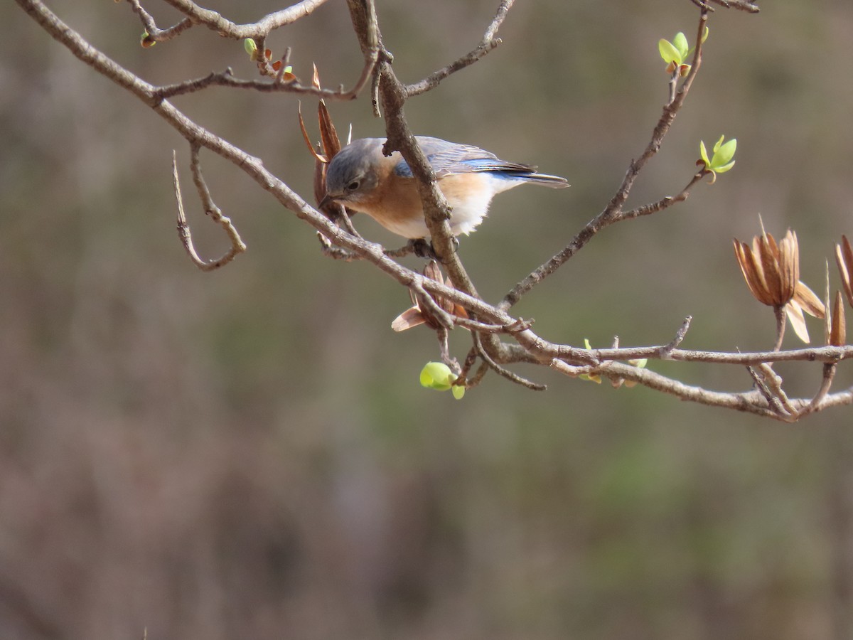 Eastern Bluebird - ML616963668