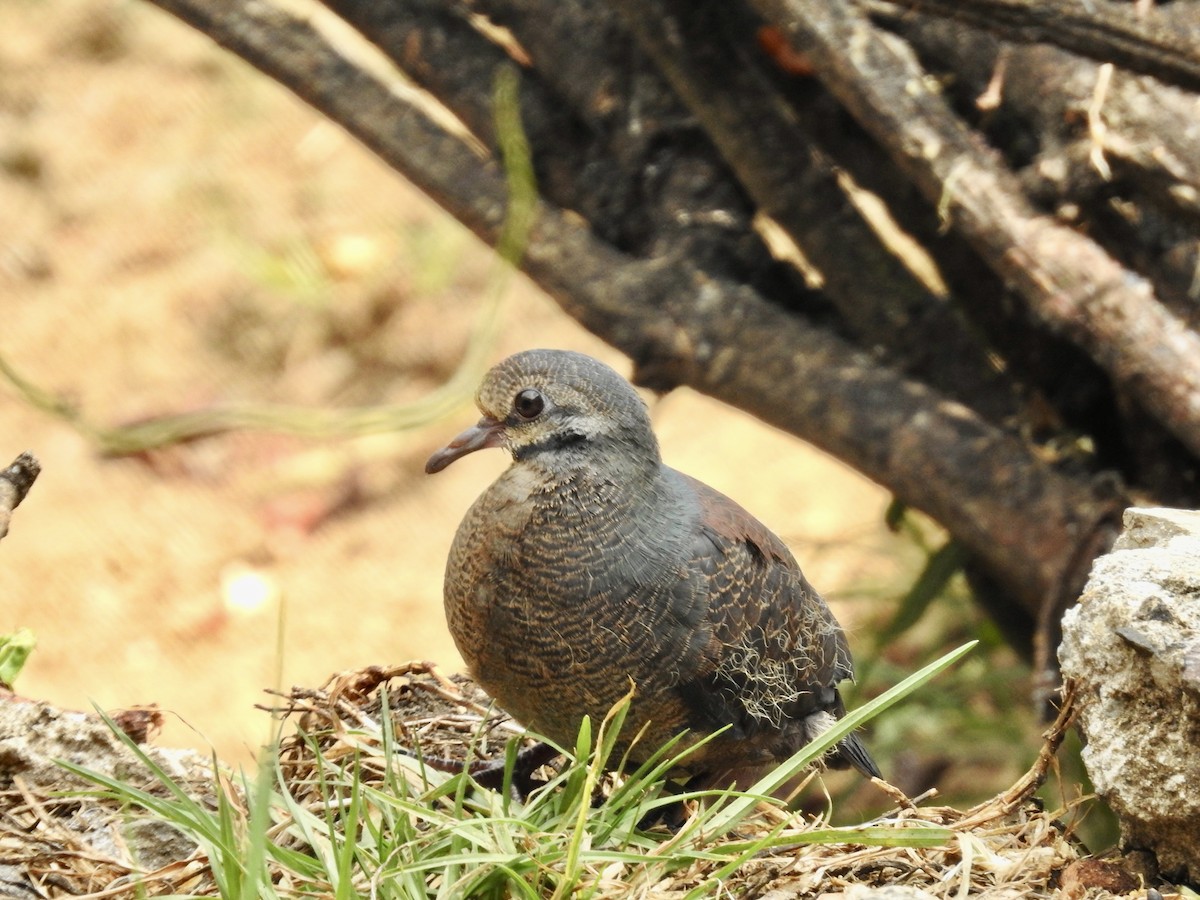 Buff-fronted Quail-Dove - ML616963681