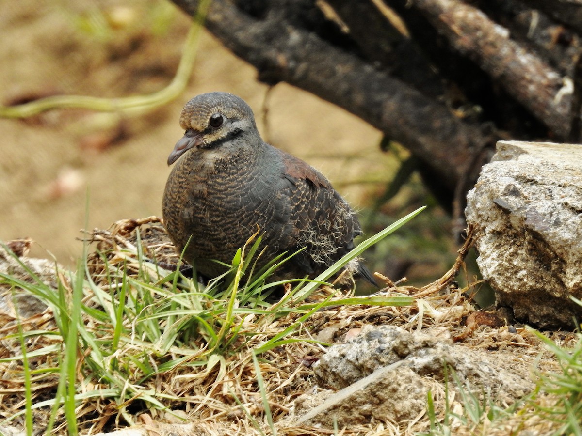 Buff-fronted Quail-Dove - ML616963683