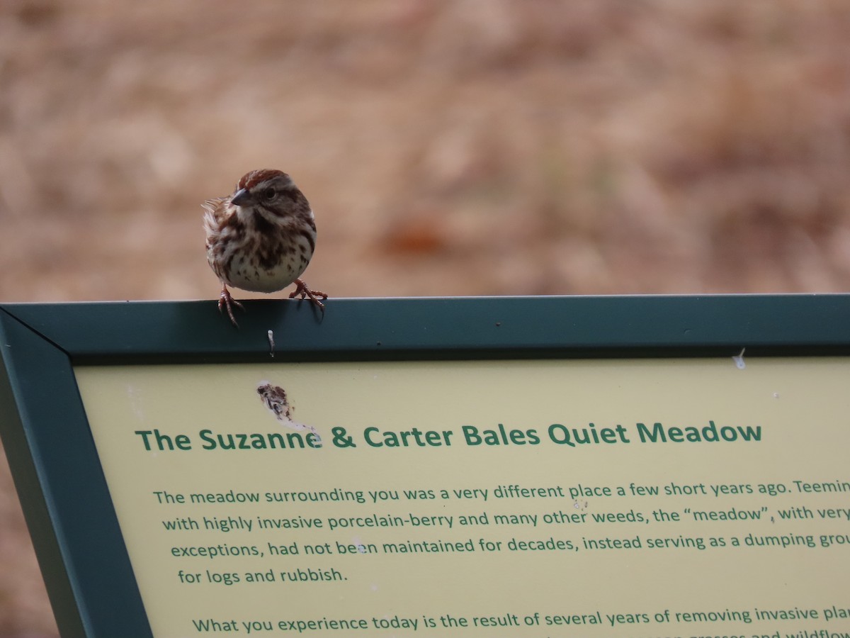 Song Sparrow - ML616963684