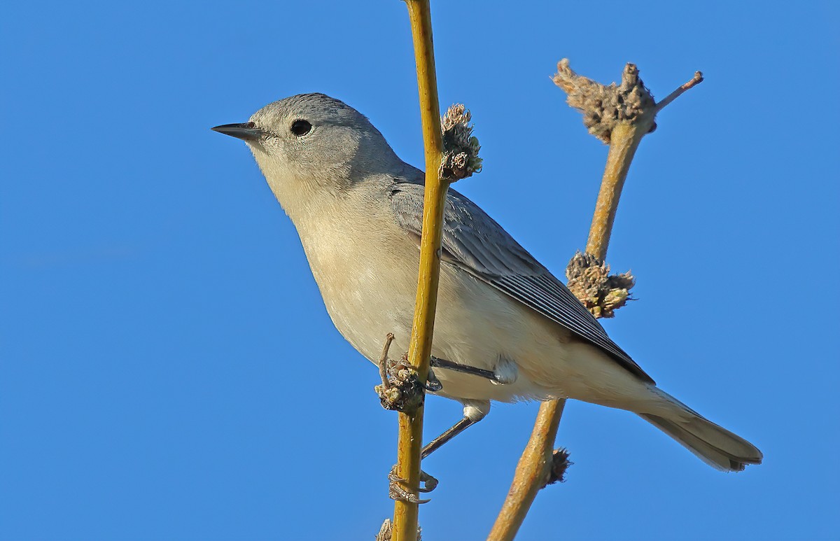 Lucy's Warbler - ML616963687