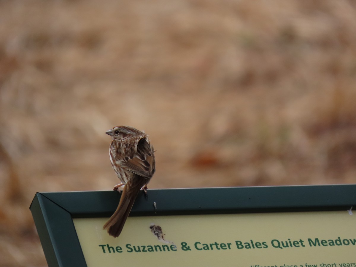 Song Sparrow - John Gaglione