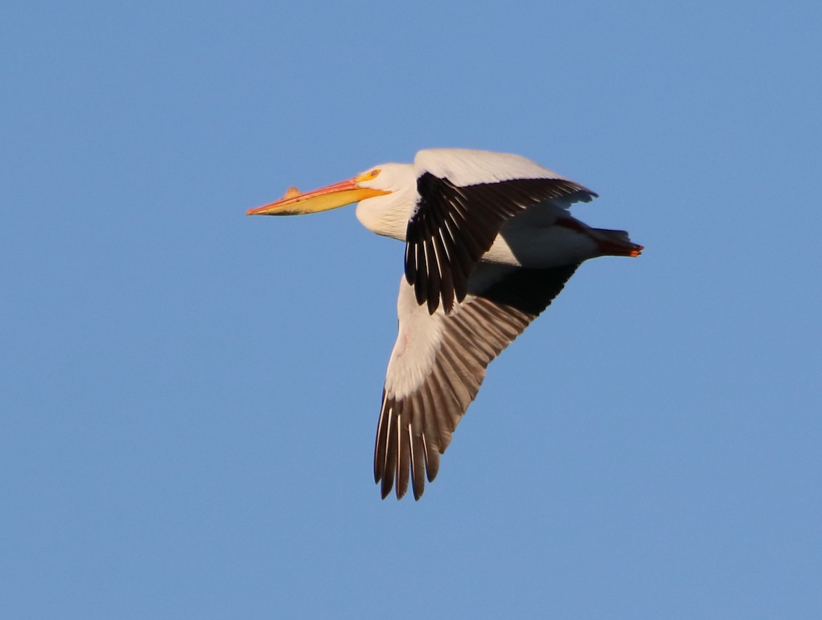 American White Pelican - ML616963703