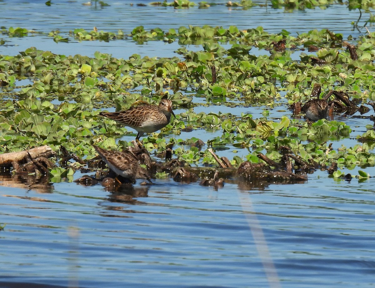 Graubrust-Strandläufer - ML616963712