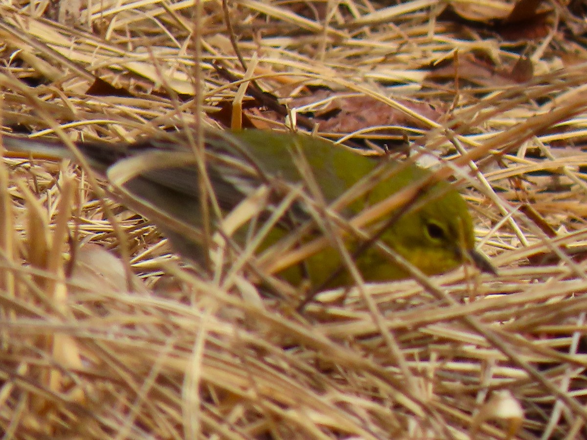 Pine Warbler - ML616963715