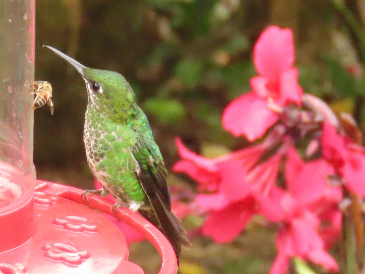 kolibřík subtropický - ML616963722