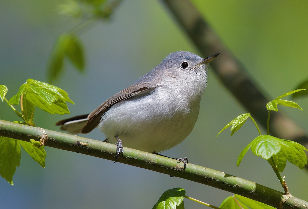 Blue-gray Gnatcatcher - ML616963723