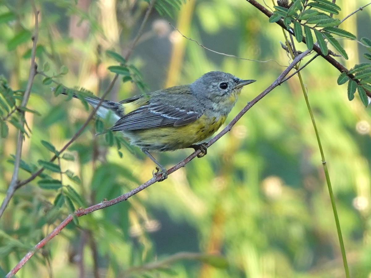 Magnolia Warbler - ML616963732