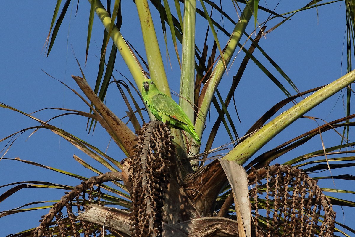 キビタイボウシインコ - ML616963785