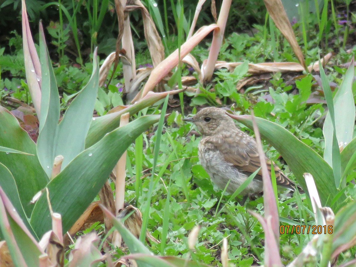 Dunnock - ML616963825