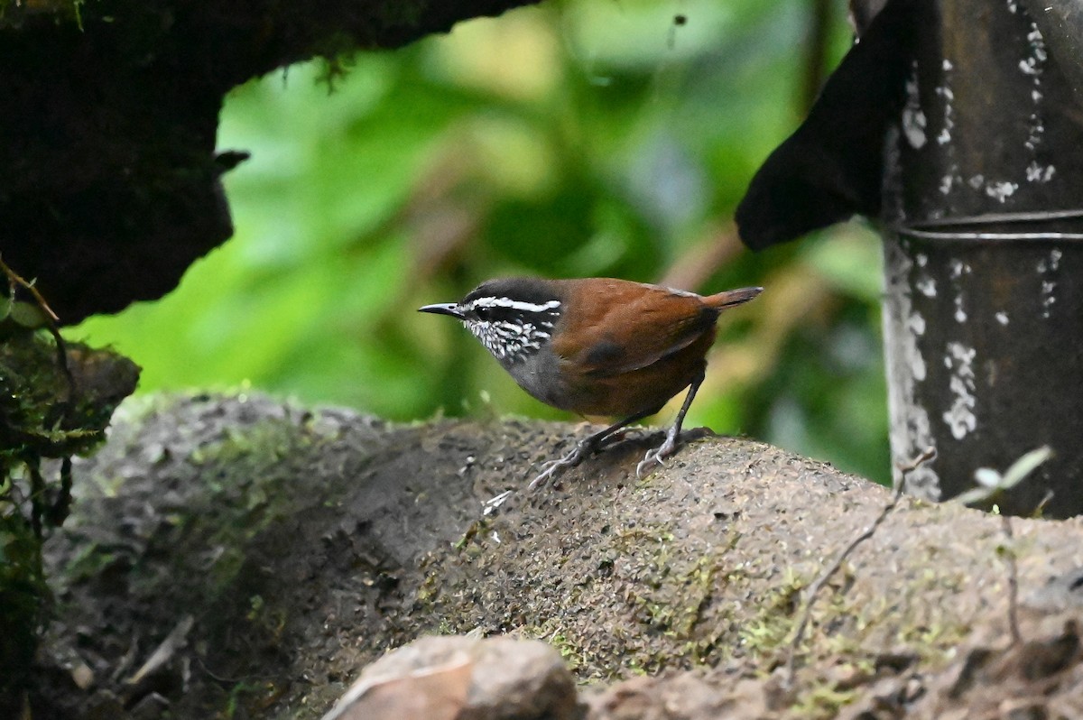 Gray-breasted Wood-Wren - ML616963830