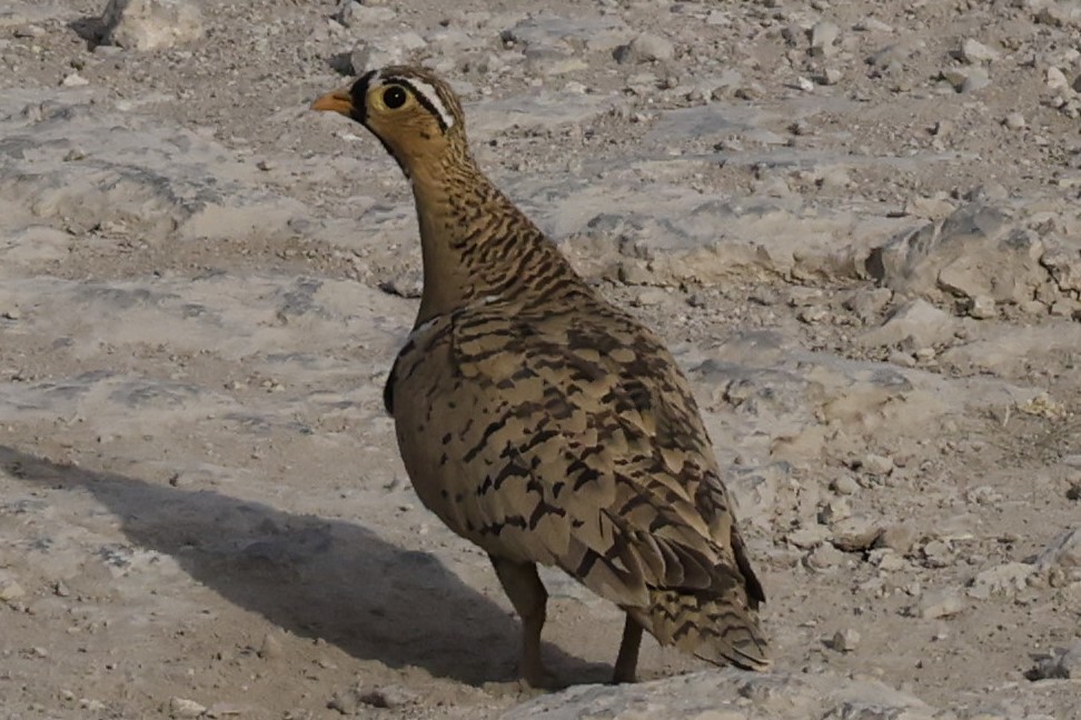 Black-faced Sandgrouse - ML616963834