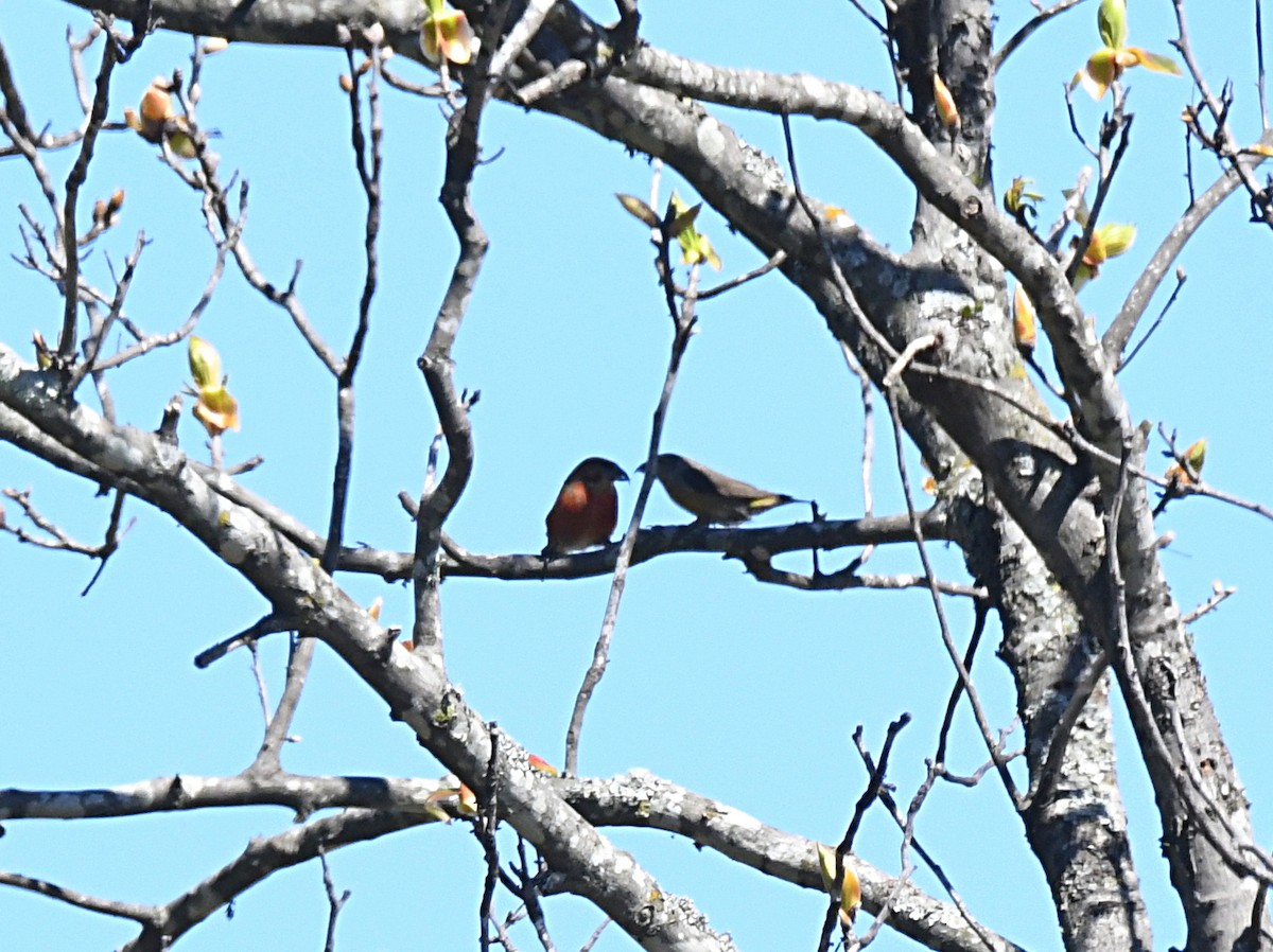 Red Crossbill (Ponderosa Pine or type 2) - ML616963888