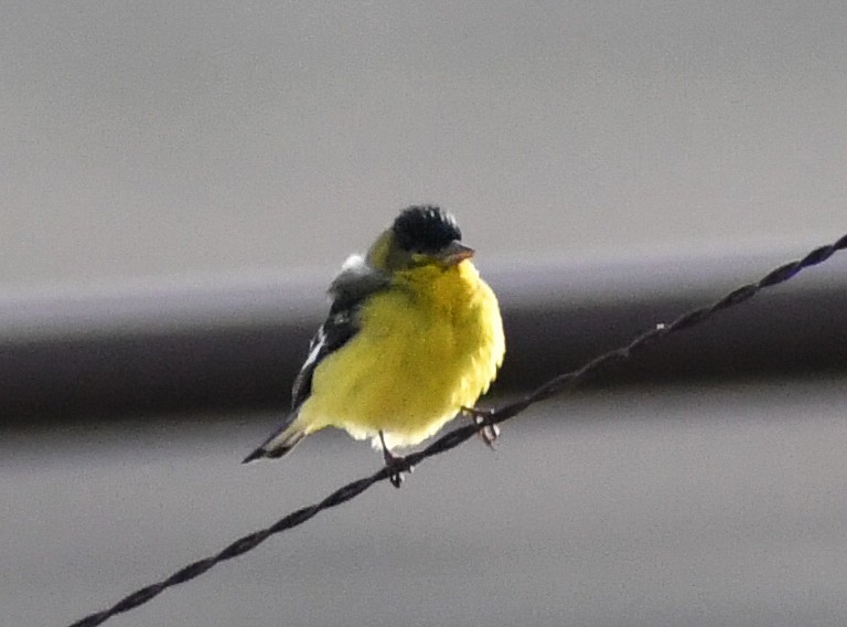Lesser Goldfinch - ML616963956
