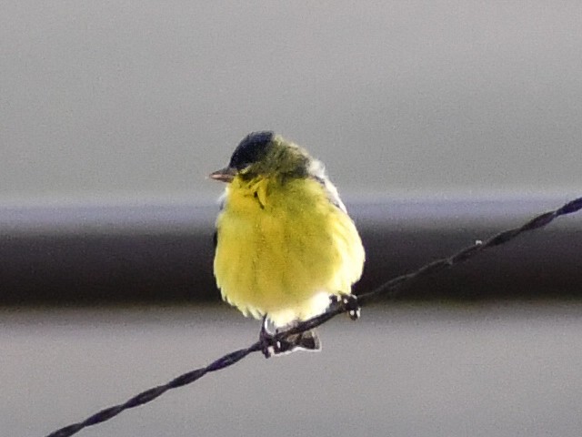 Lesser Goldfinch - ML616963957