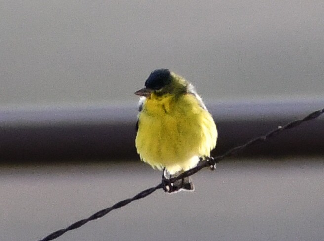 Lesser Goldfinch - ML616963958