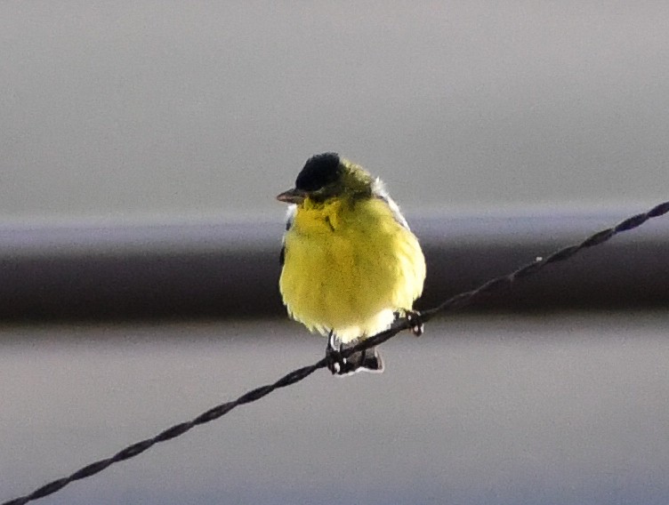Lesser Goldfinch - ML616963959