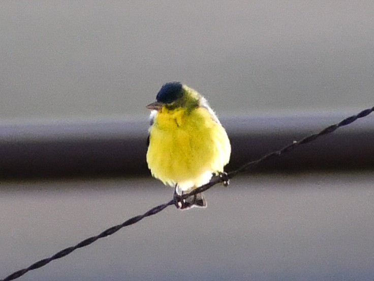 Lesser Goldfinch - ML616963960