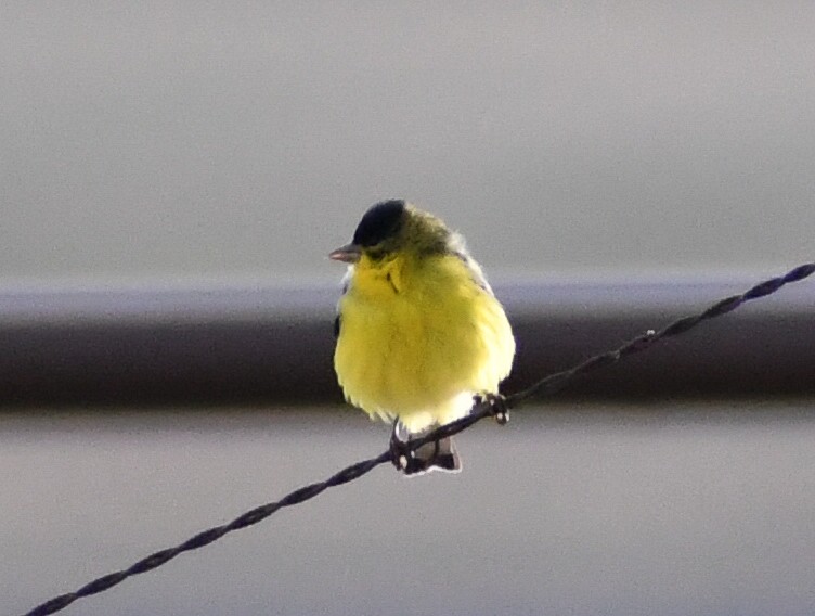 Lesser Goldfinch - ML616963961