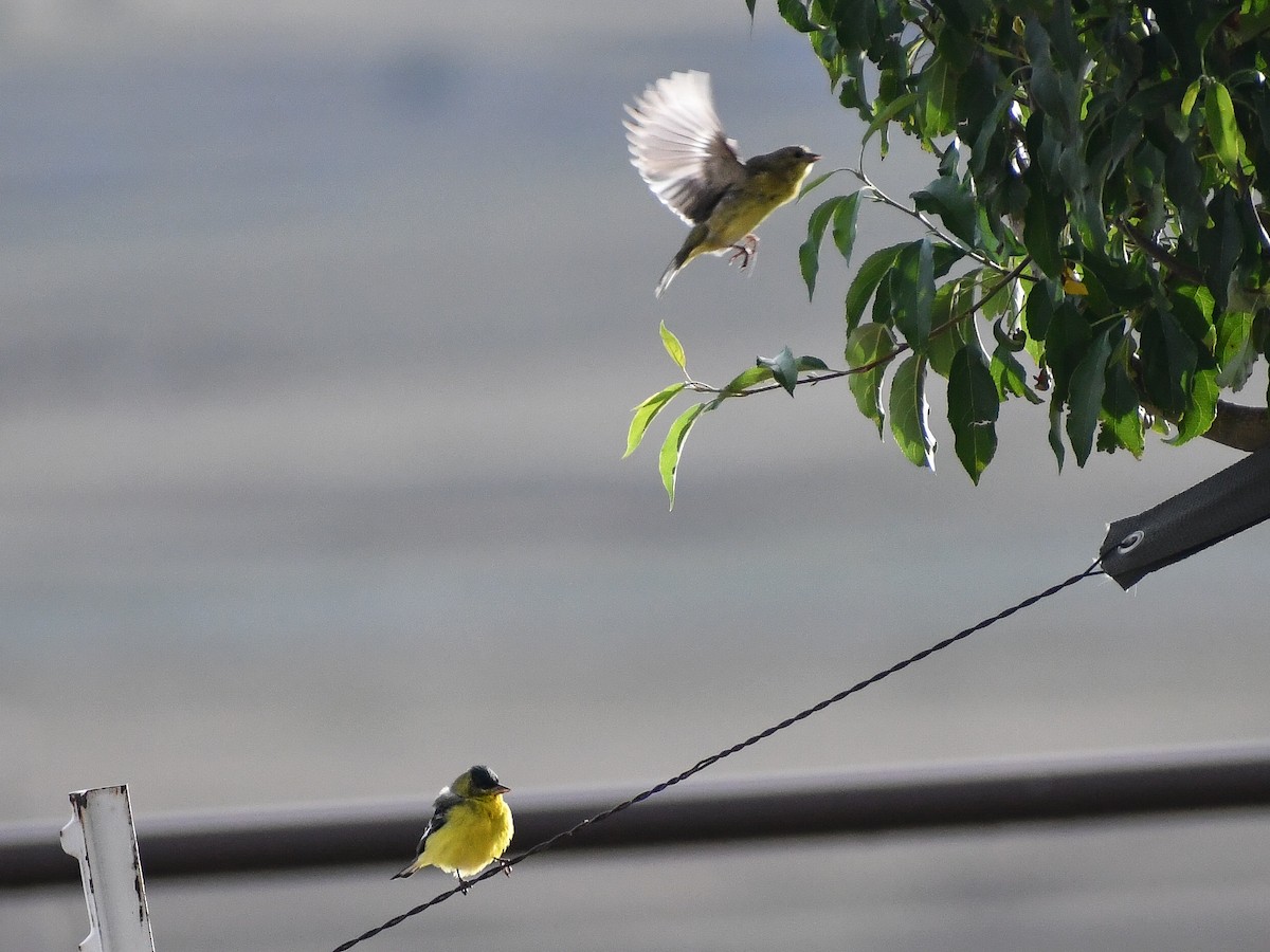 Lesser Goldfinch - ML616963962
