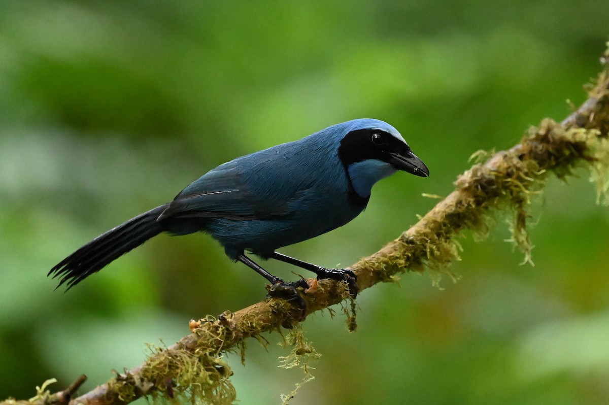 Turquoise Jay - Dan O'Brien